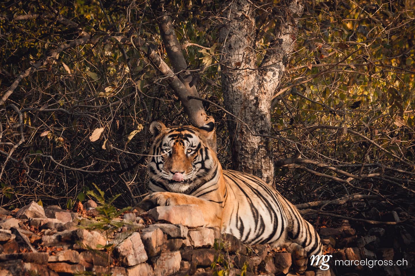 Tiger Bilder. King of Panna National Park: a truly majestic male bengal tiger. Marcel Gross Photography