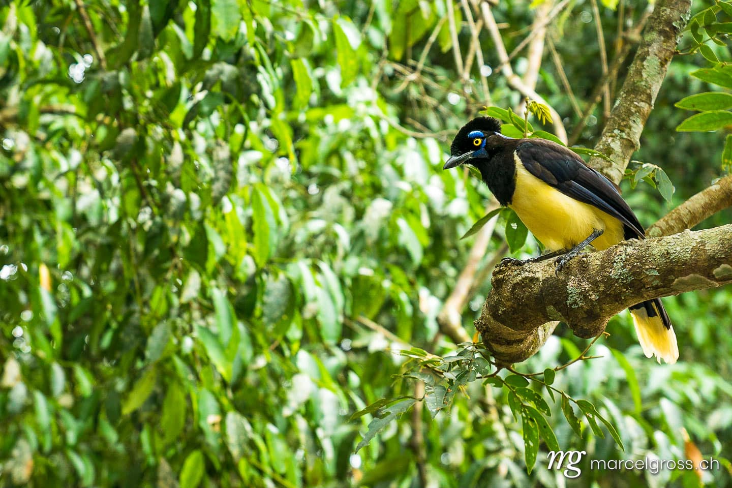 . Plush-crested jay (Cyanocorax chrysops) at Iguazu Falls. Marcel Gross Photography