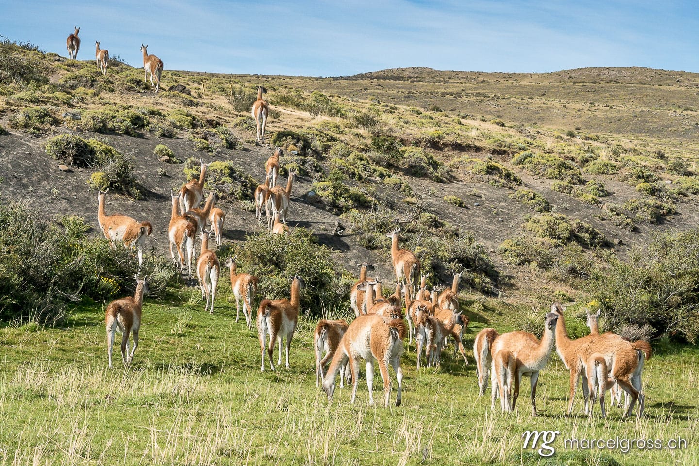 . herd of guanacos in Torres del Paine National Park. Marcel Gross Photography
