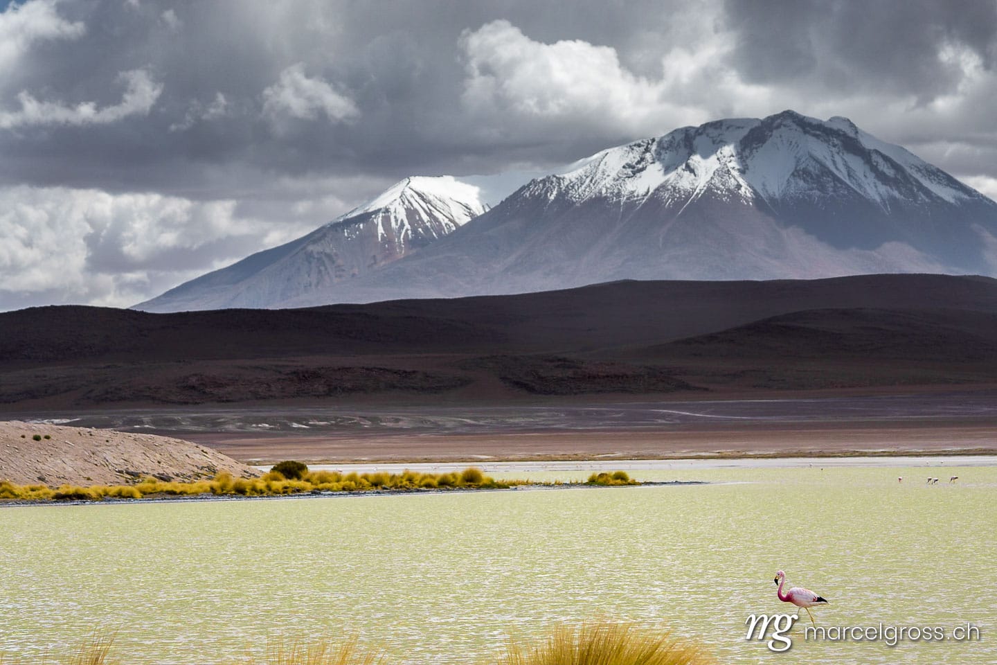 . flamingo wading in laguna canapa dramatic setting in the bolivian Altiplano. Marcel Gross Photography
