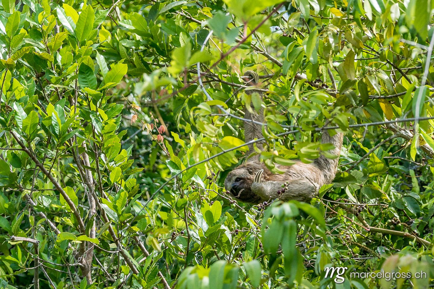 . Sloth in foliage in the jungle of the Bolivian Amazon. Marcel Gross Photography