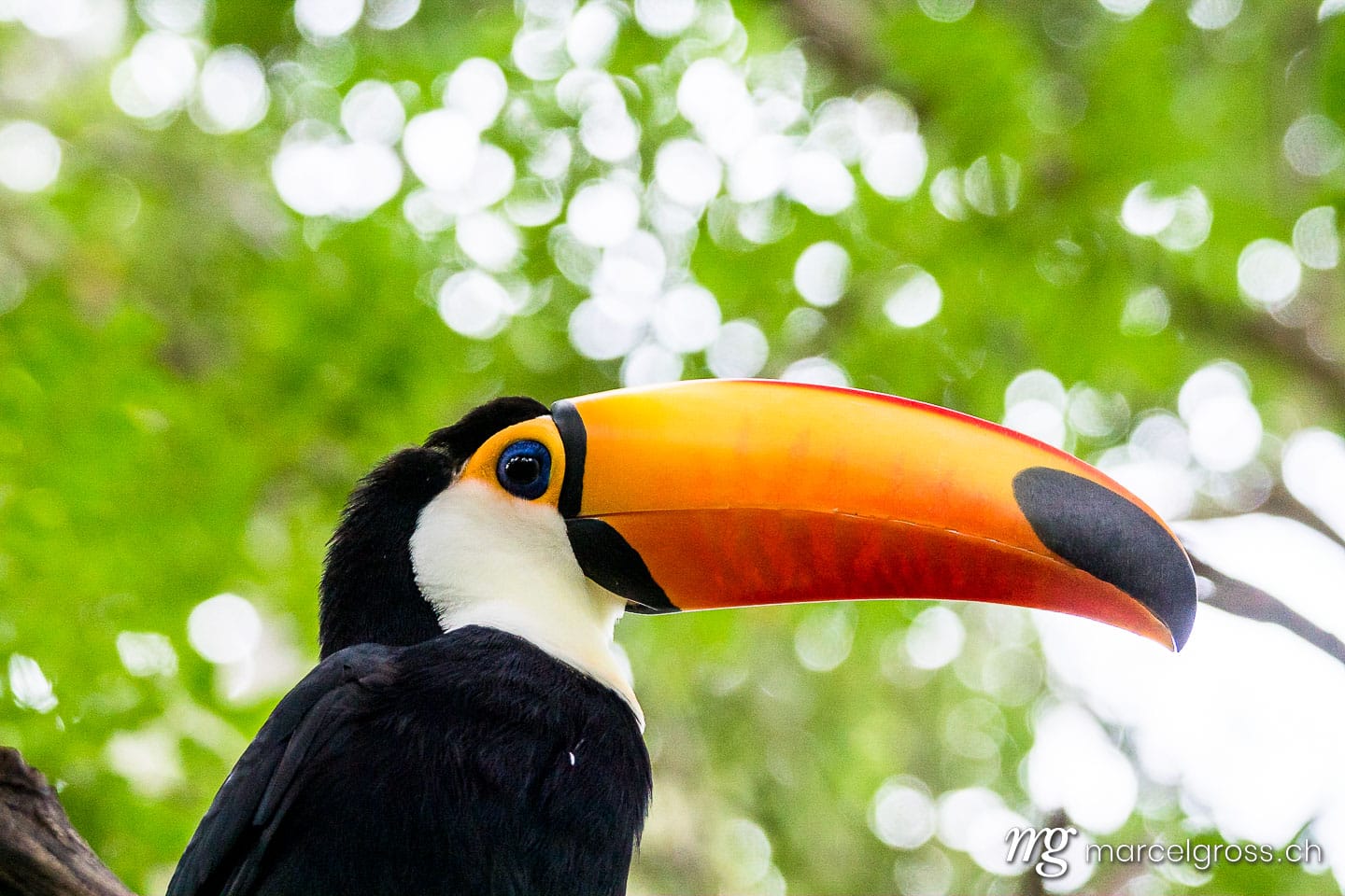 . portrait of a colorful tucano in the bolivian Amazon. Marcel Gross Photography