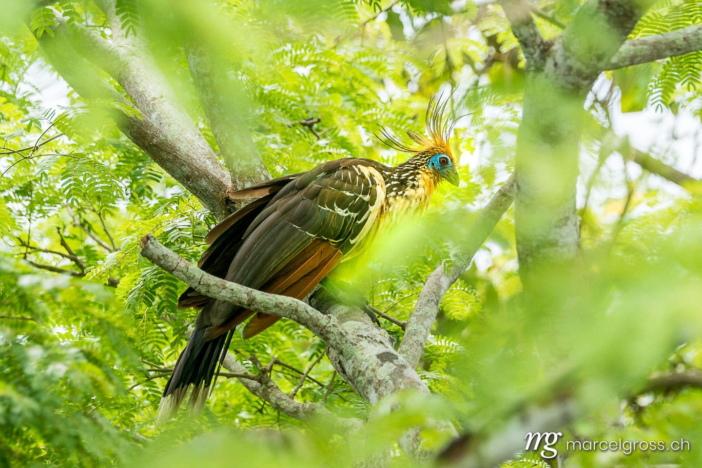 . Hoatzin bird (Opisthocomus hoazin) in Madiid National Park, Bolivia. Marcel Gross Photography