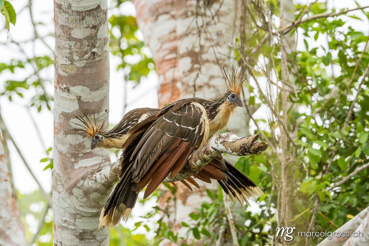 . Hoatzin bird (Opisthocomus hoazin) in Madiid National Park, Bolivia. Marcel Gross Photography