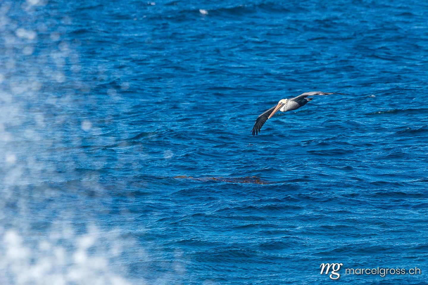 . brown pelican flying over the waves of  the Pacific in California. Marcel Gross Photography