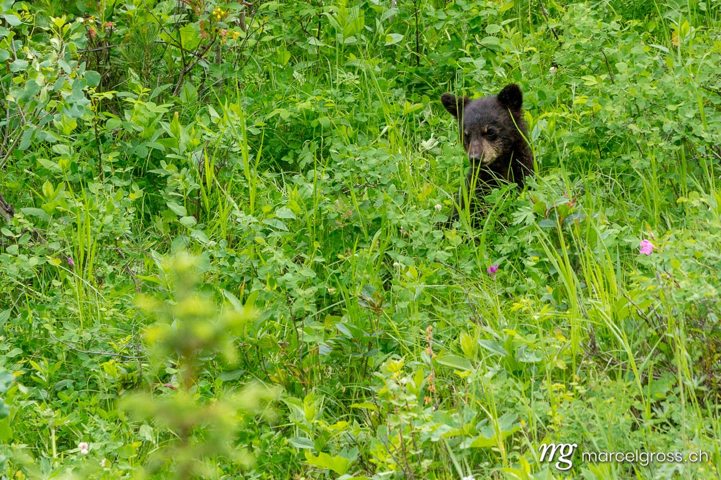 . a baby black bear. Marcel Gross Photography