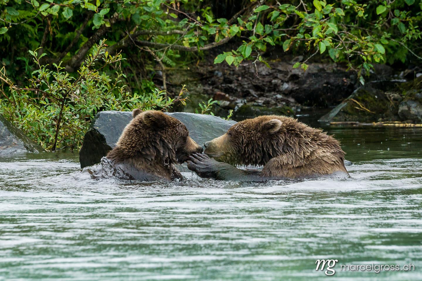 . a bears kiss. Marcel Gross Photography