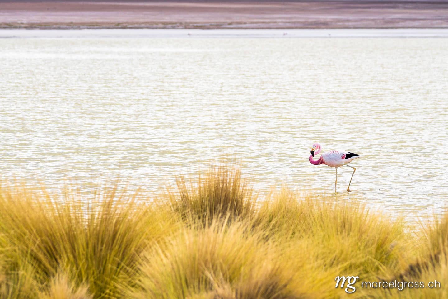 . a lone Andean flamingo. Marcel Gross Photography