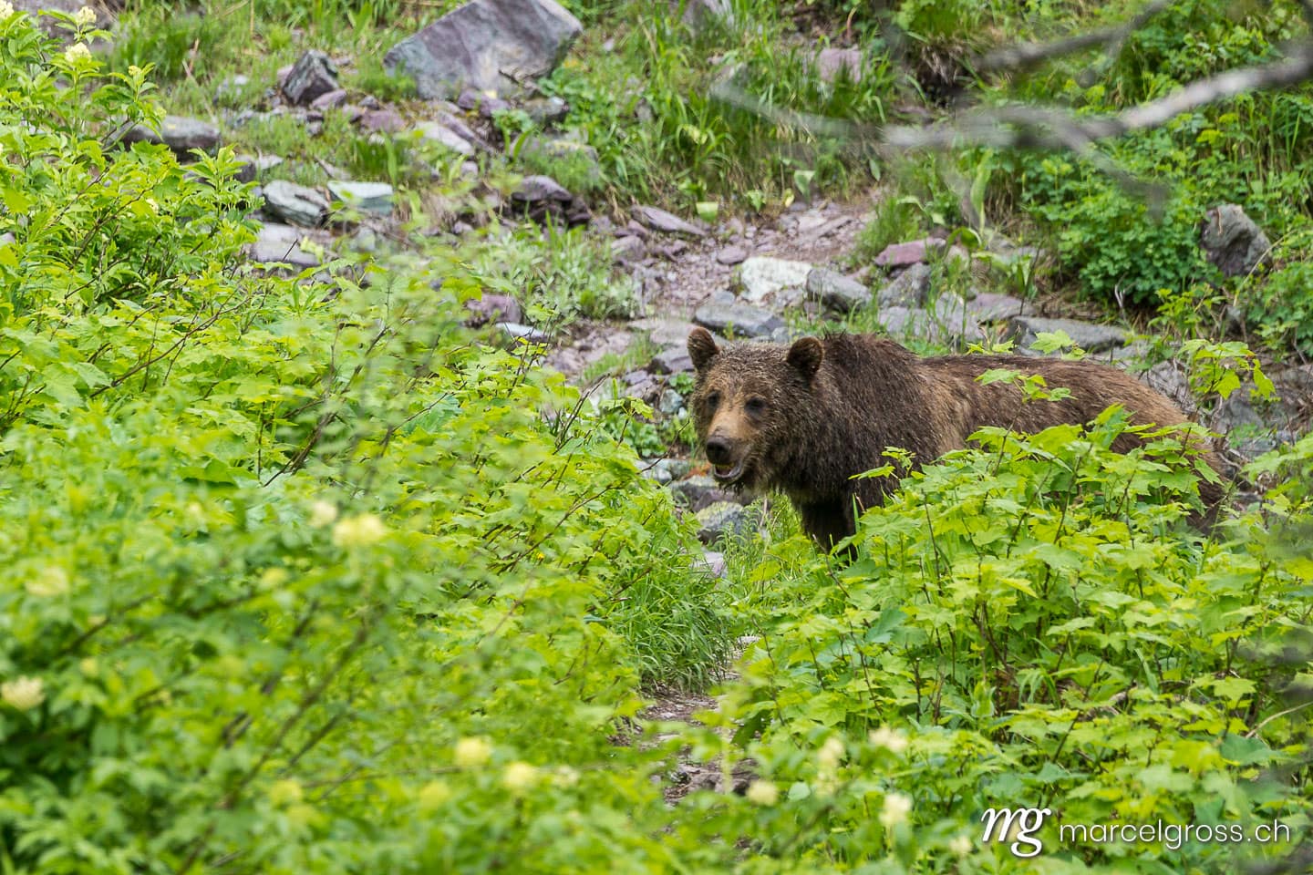 . a risky encounter. Marcel Gross Photography