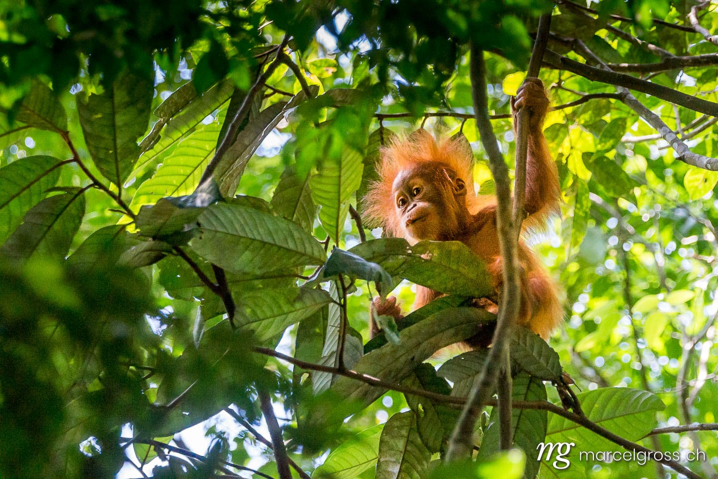 . . Marcel Gross Photography