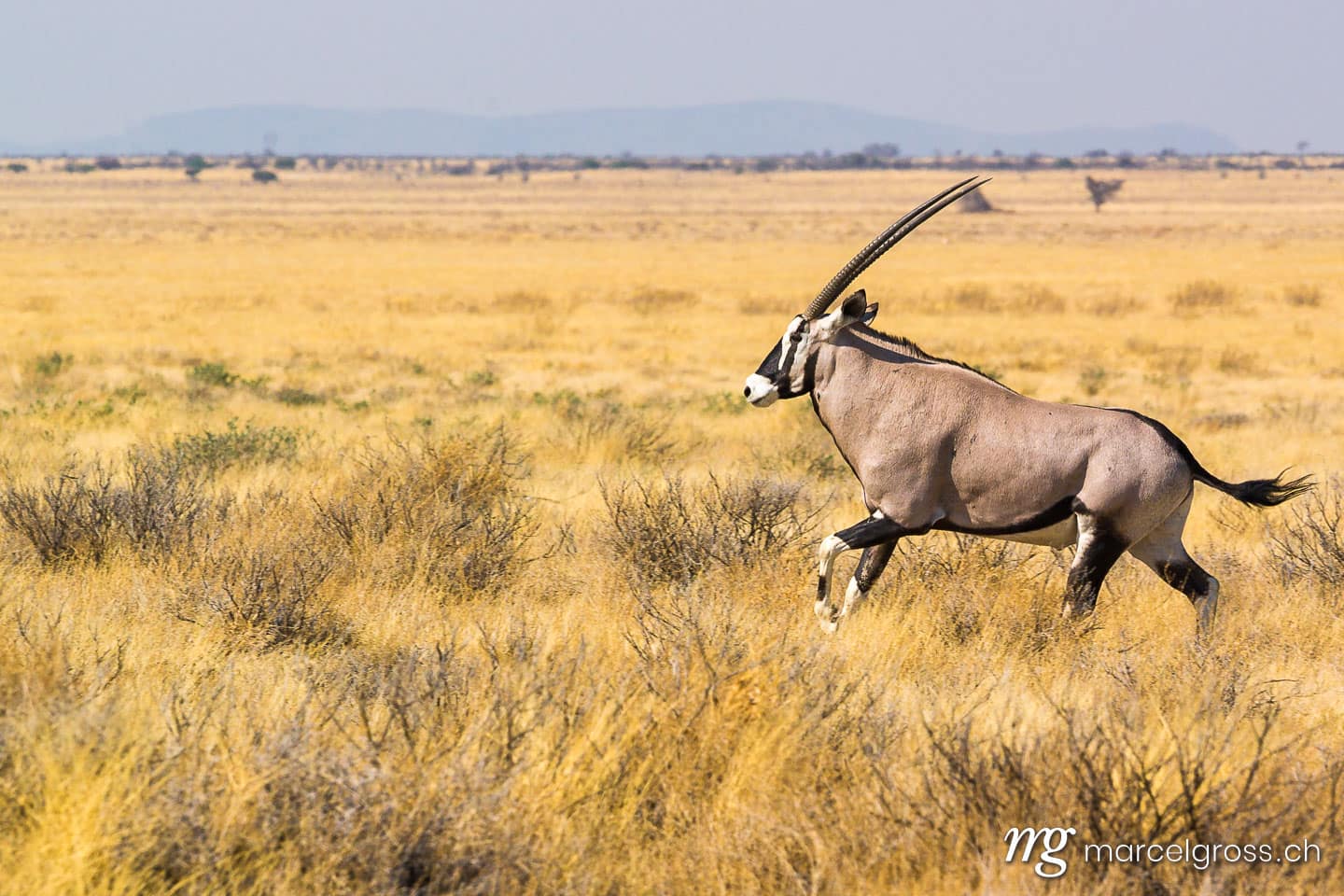. agility meets power. Marcel Gross Photography