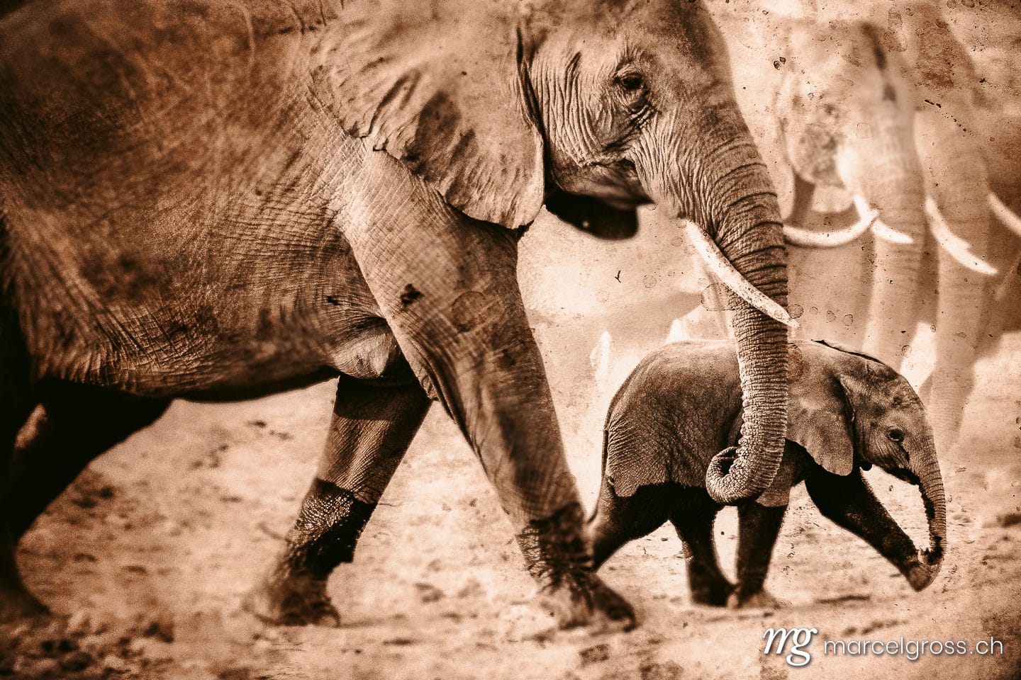 . Amboseli. Marcel Gross Photography