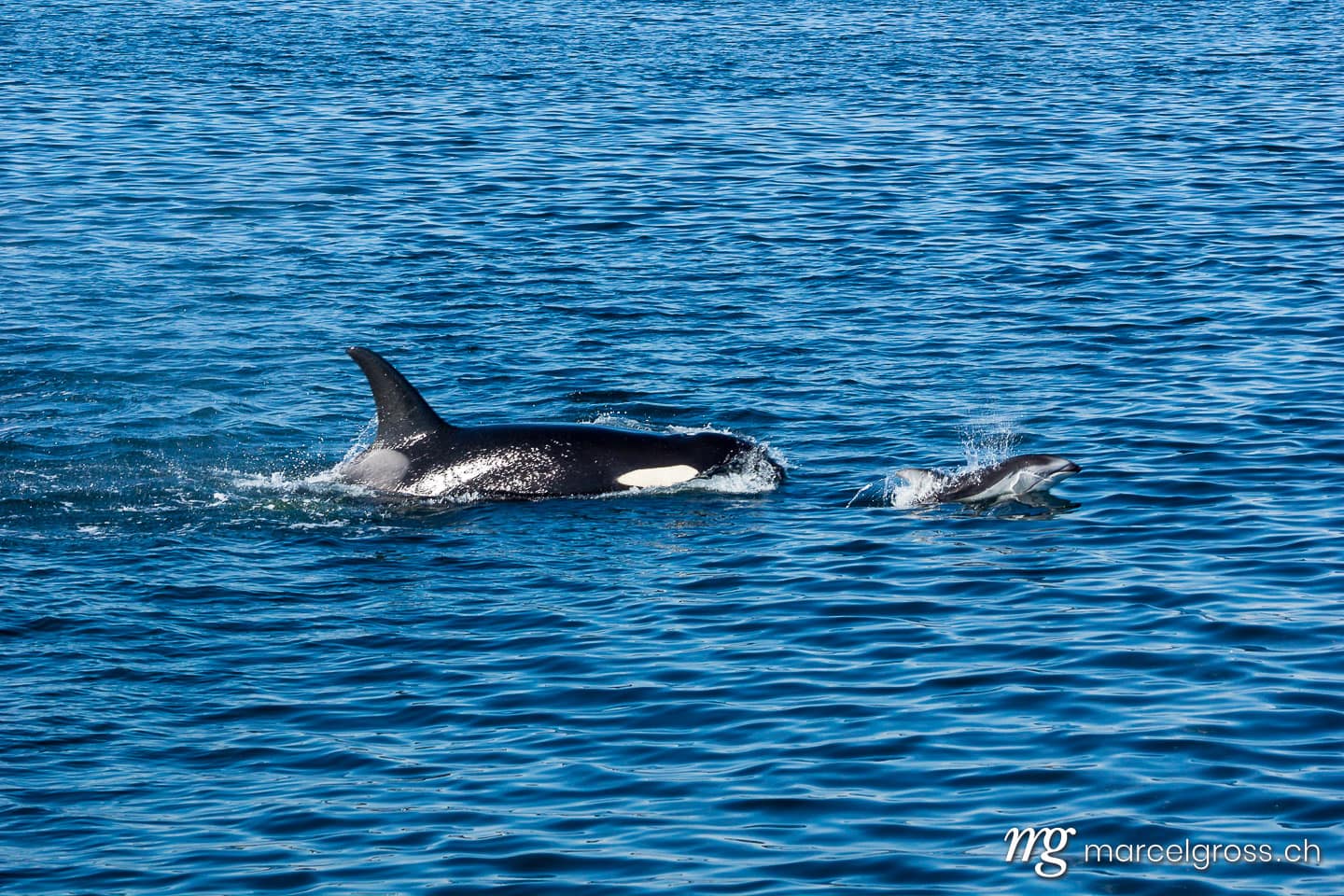 . annoying small rival. Marcel Gross Photography