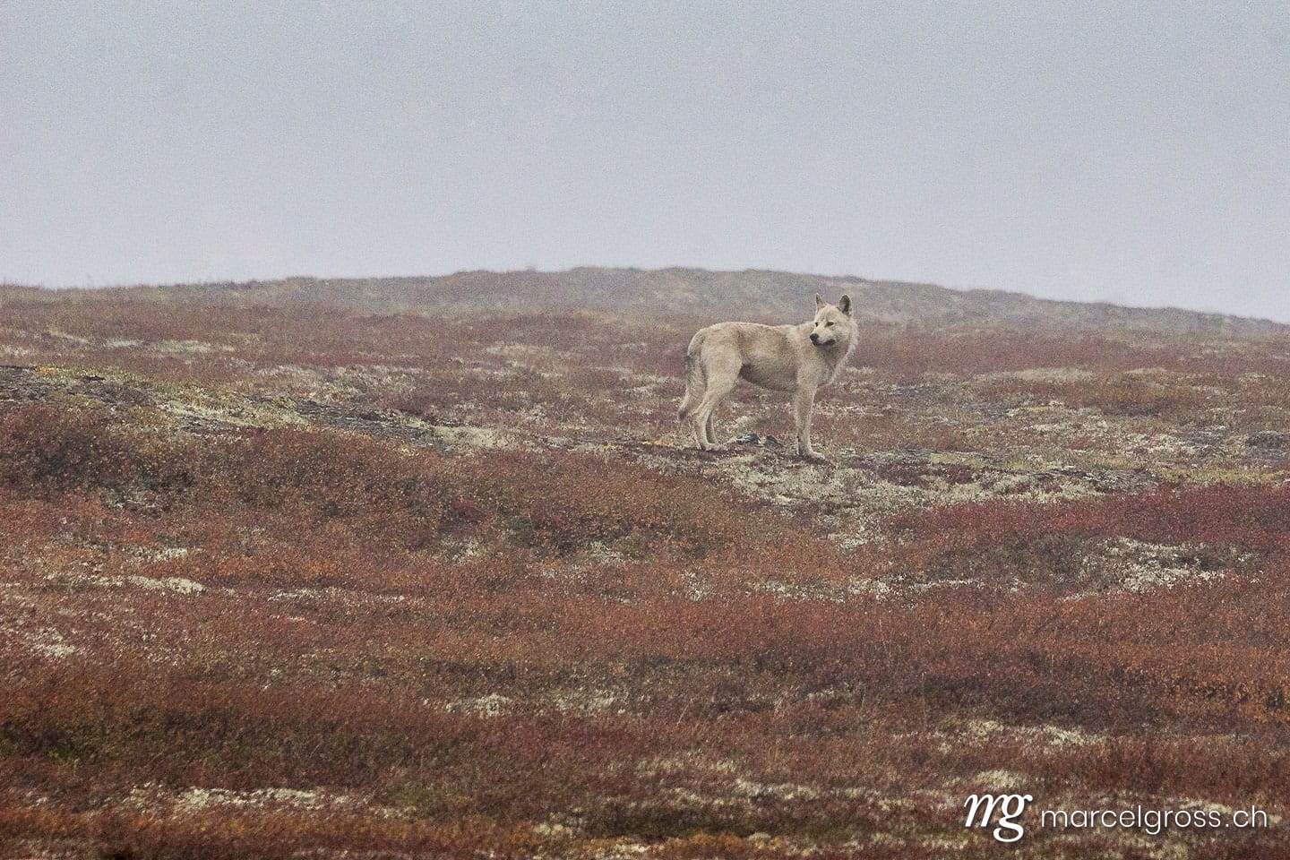 . Arctic Wolf. Marcel Gross Photography