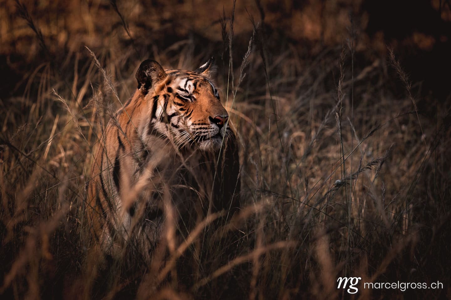 Tiger Bilder. Bengal Tiger in high grass in Bandhavgarh National Park, Madhya Pradesh. Marcel Gross Photography