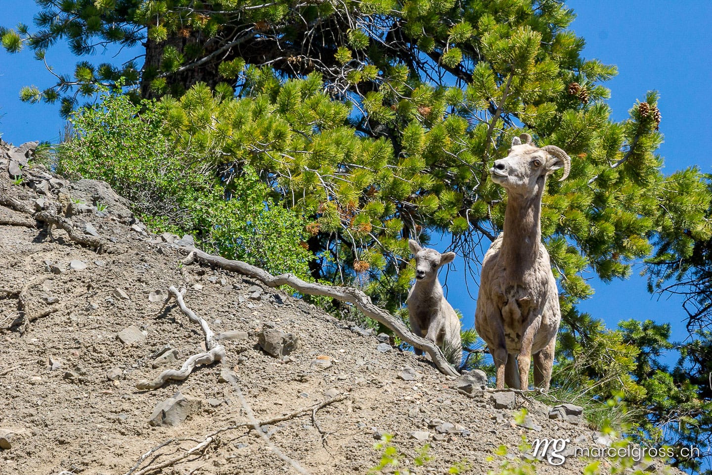 . Bighorn Schaf mit Jungtier im Grand Canyon des Yellowstone Rivers, Yellowstone Nationalpark, Wyoming. Marcel Gross Photography