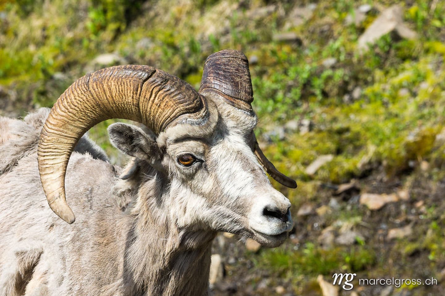. Bighorn-Schafe in den Kananaskis, Alberta. Marcel Gross Photography