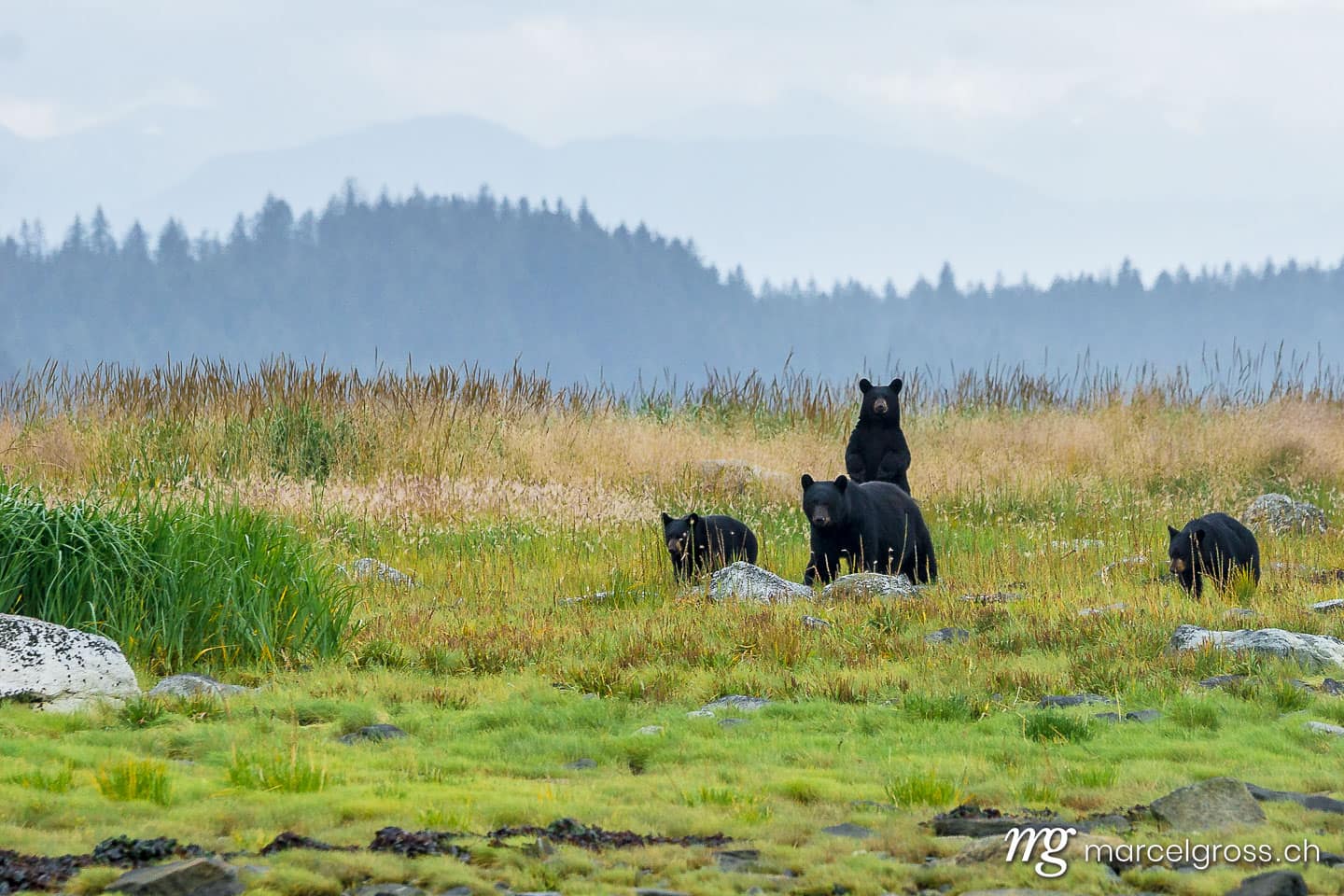 . Blackbear Family. Marcel Gross Photography