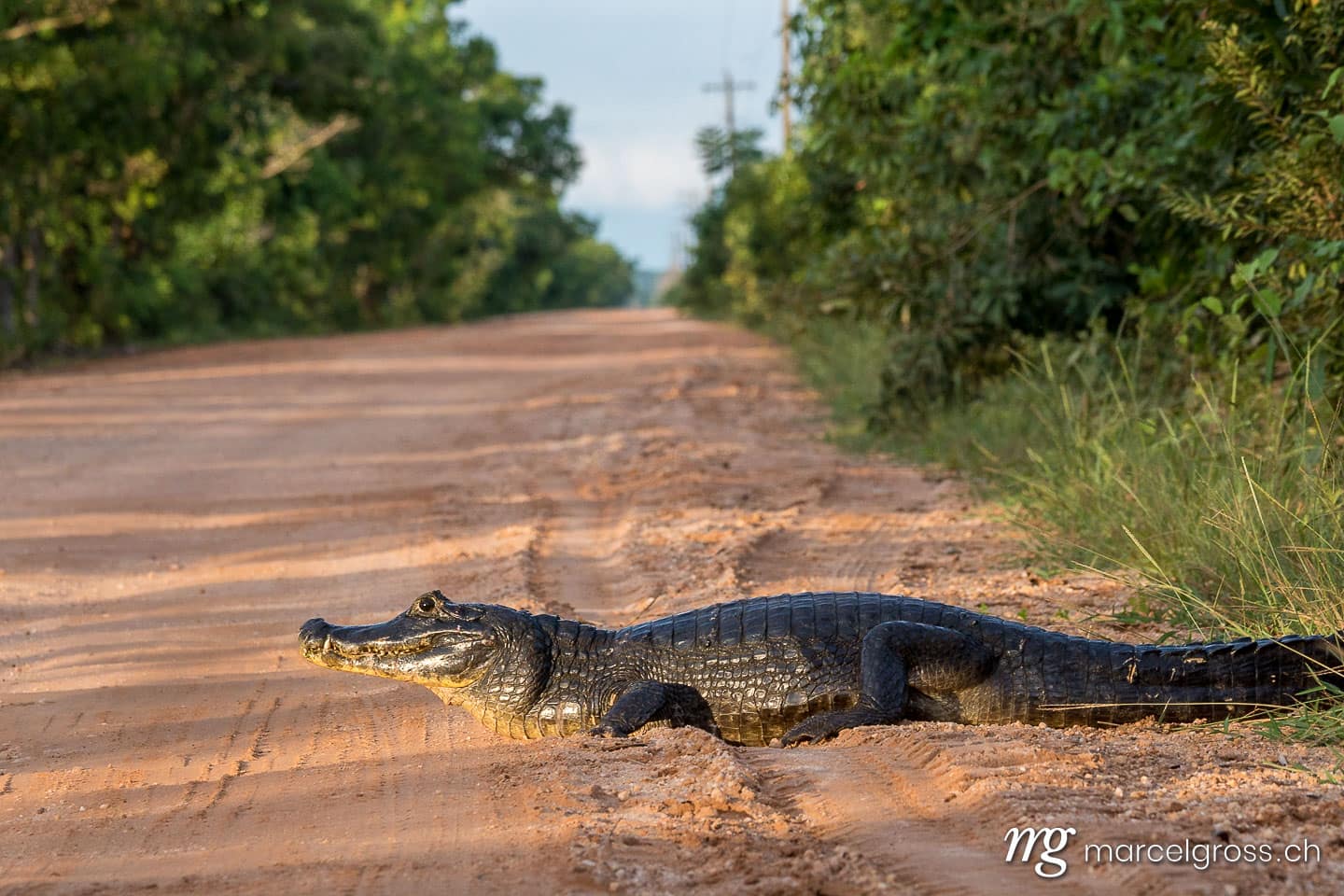 . Brillenkaiman auf Transpantaneira Strasse, Pantanal. Marcel Gross Photography