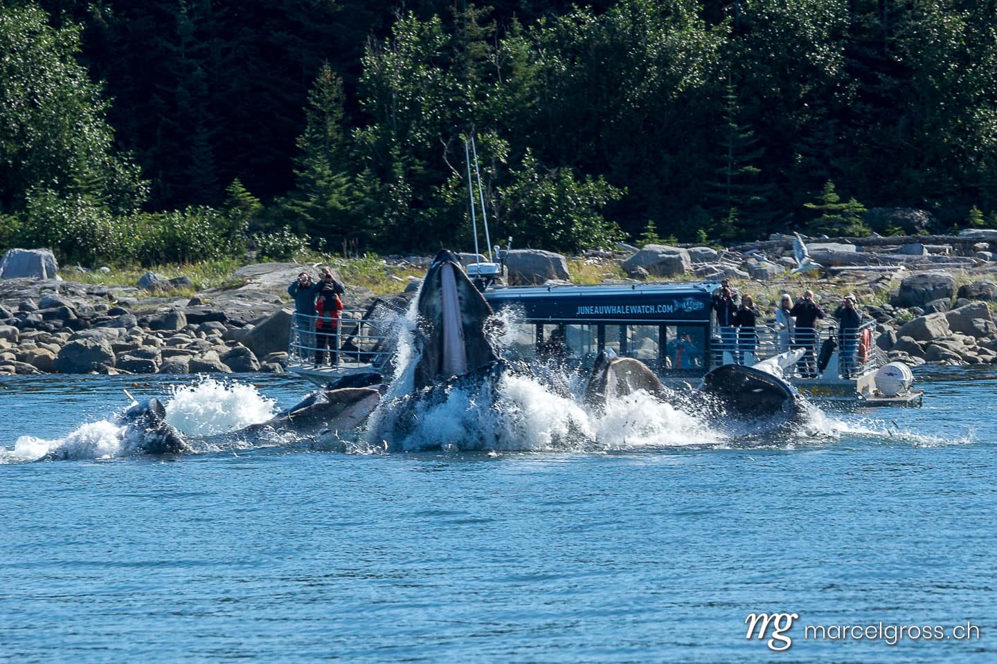 . bubble net feeding. Marcel Gross Photography