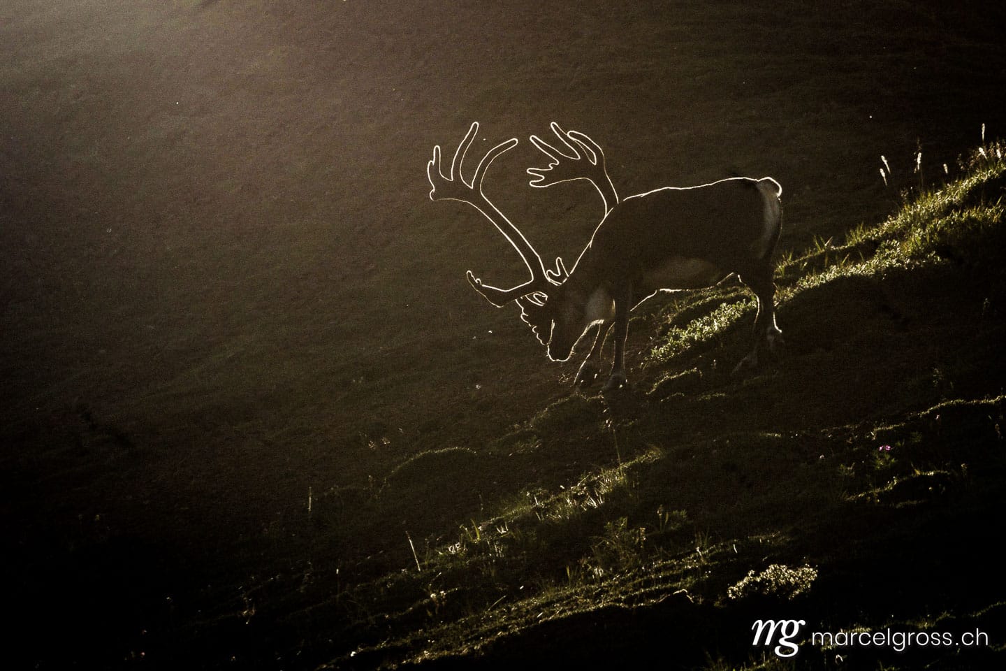. Caribou Bull in Backlight, Denali National Park, Alaska. Marcel Gross Photography