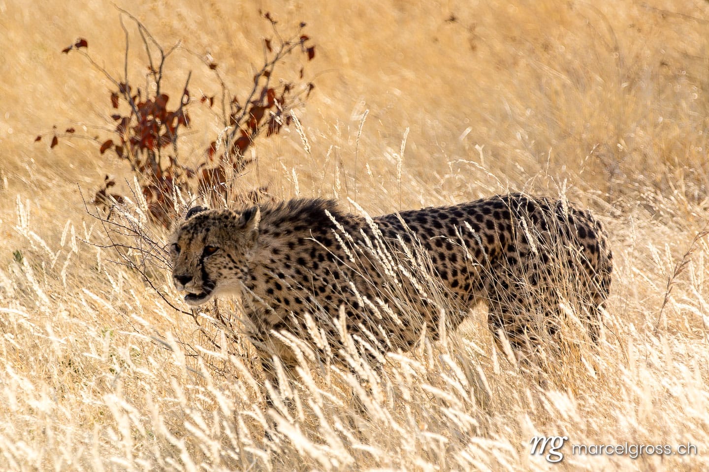 Geparden Bilder. Cheetah in golden grass. Marcel Gross Photography