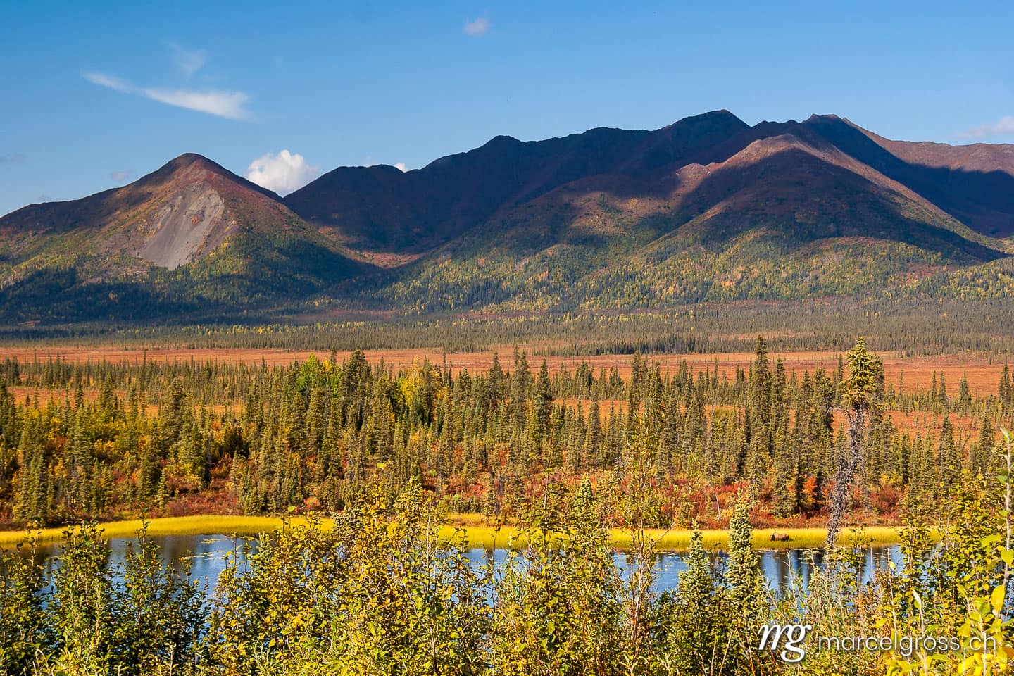 . colors of fall with a moose in a pond. Marcel Gross Photography