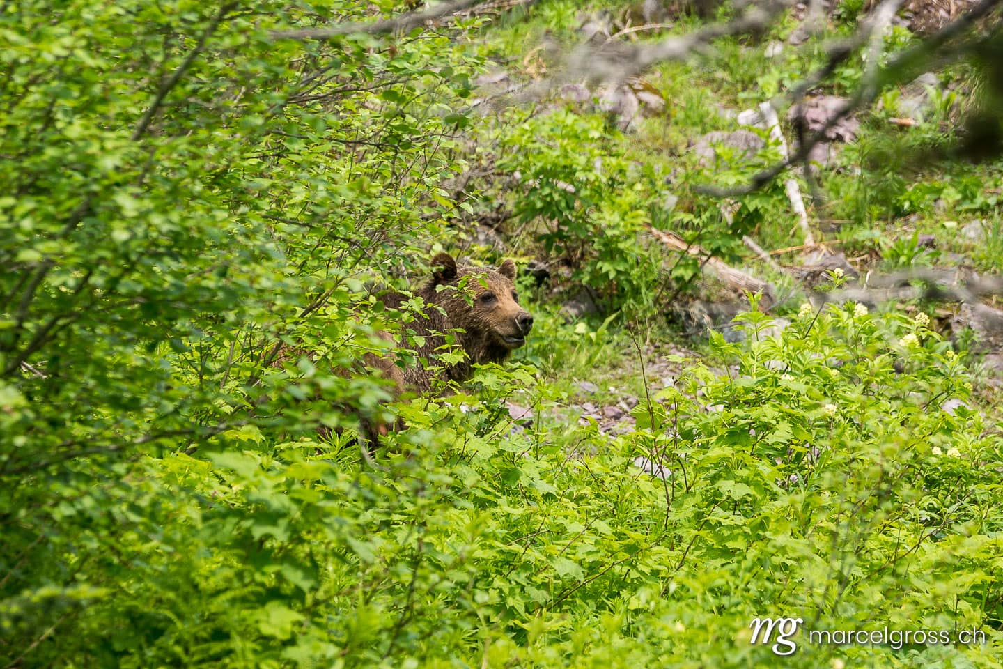 . companion. Marcel Gross Photography