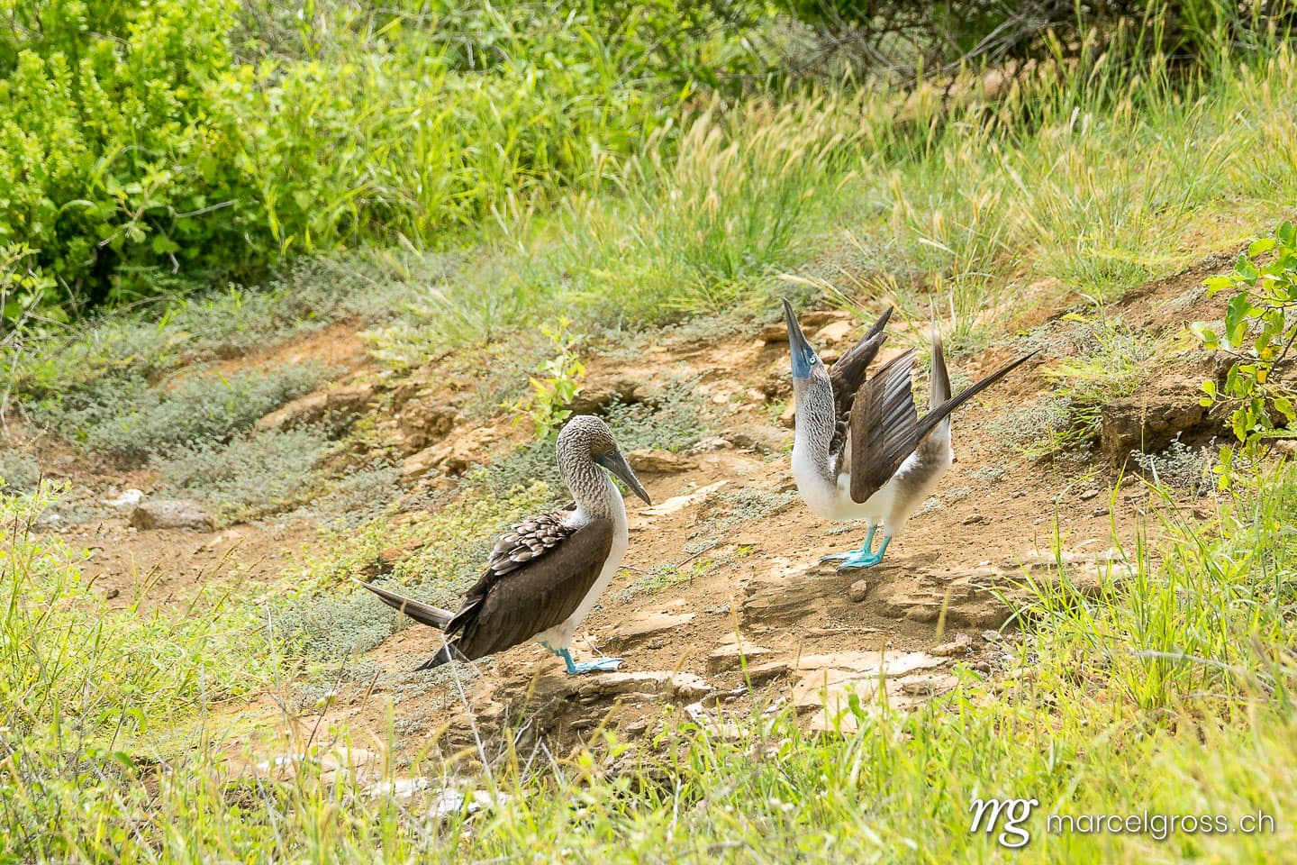 . couple of blue-footed boobies. Marcel Gross Photography