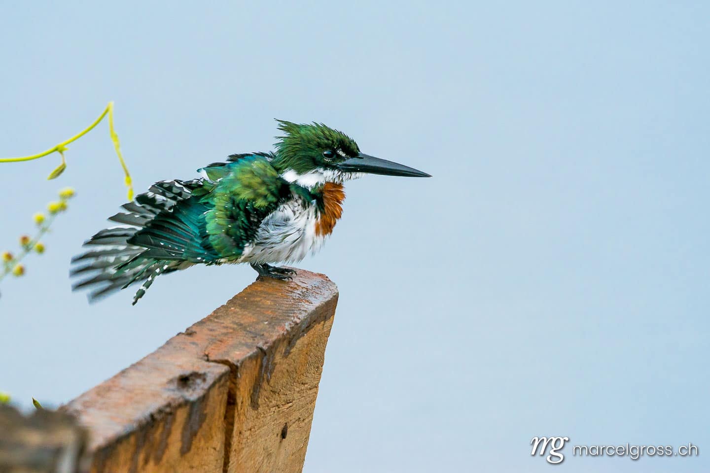 . Eisvogel im Pantanal. Marcel Gross Photography