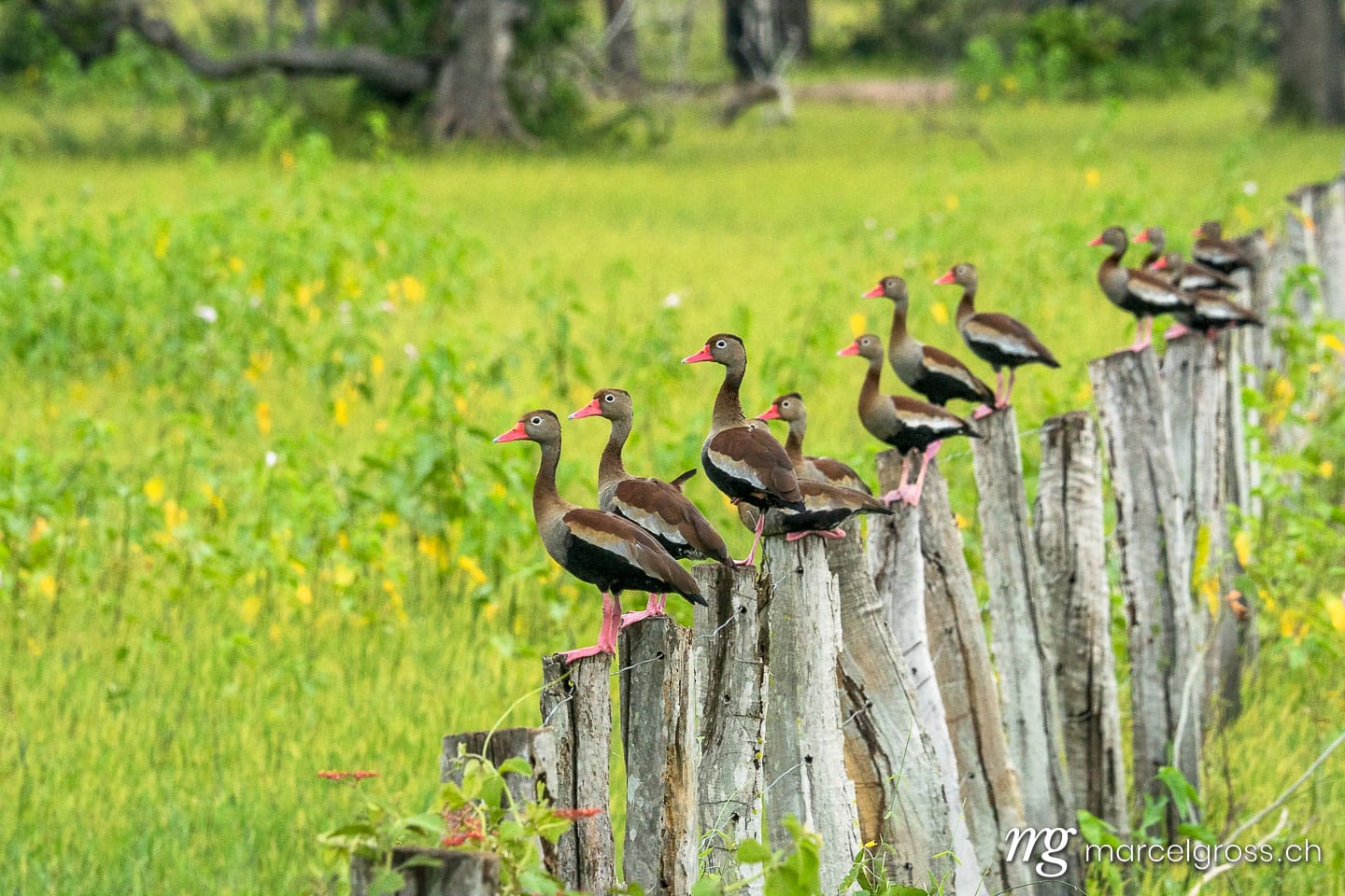 . Entenfamilie in Reih und Glied. Marcel Gross Photography