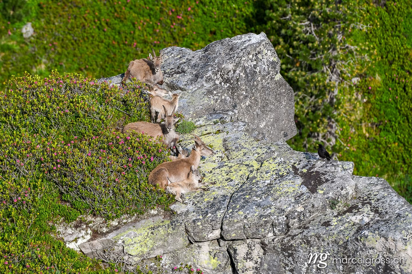 Steinbock Bilder. Familie Steinböcke auf Felsenvorsprung in den Berner Alpen. Marcel Gross Photography