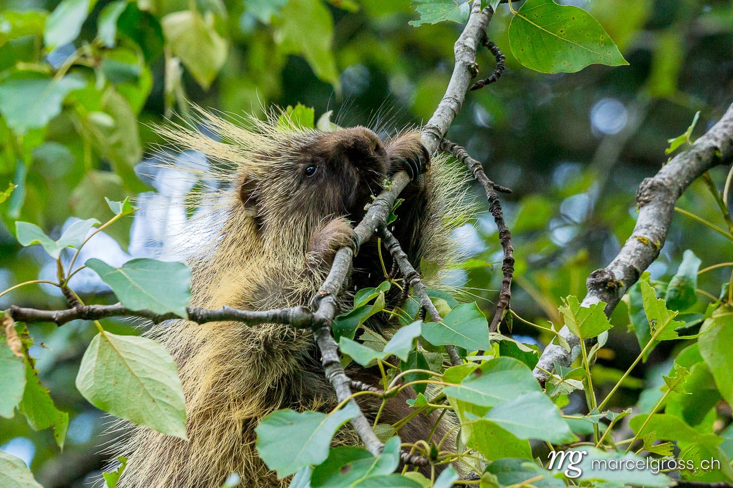 . feeding porcupine. Marcel Gross Photography