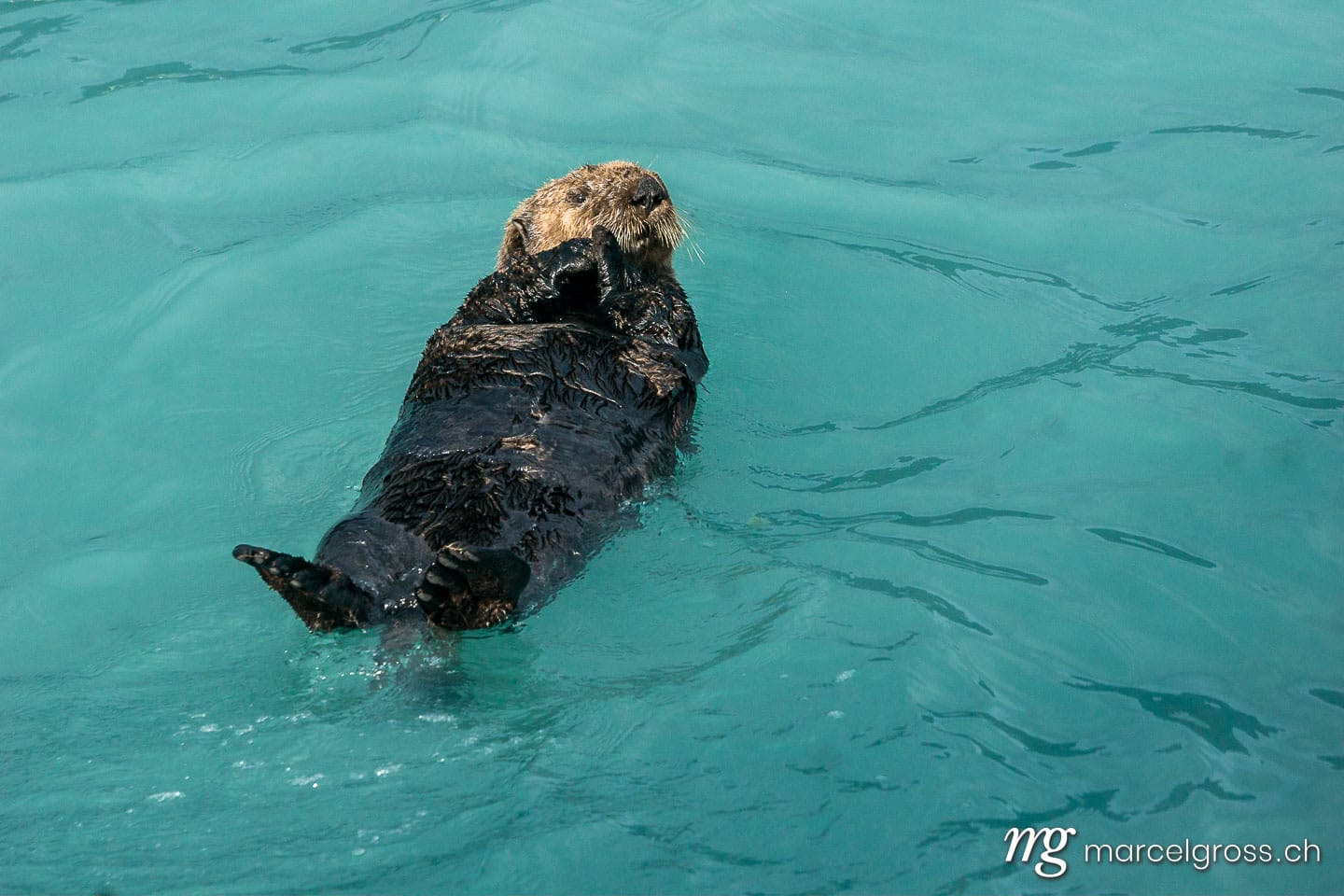 . floating Sea otter in Kenai Fjords National Park, Alaska. Marcel Gross Photography