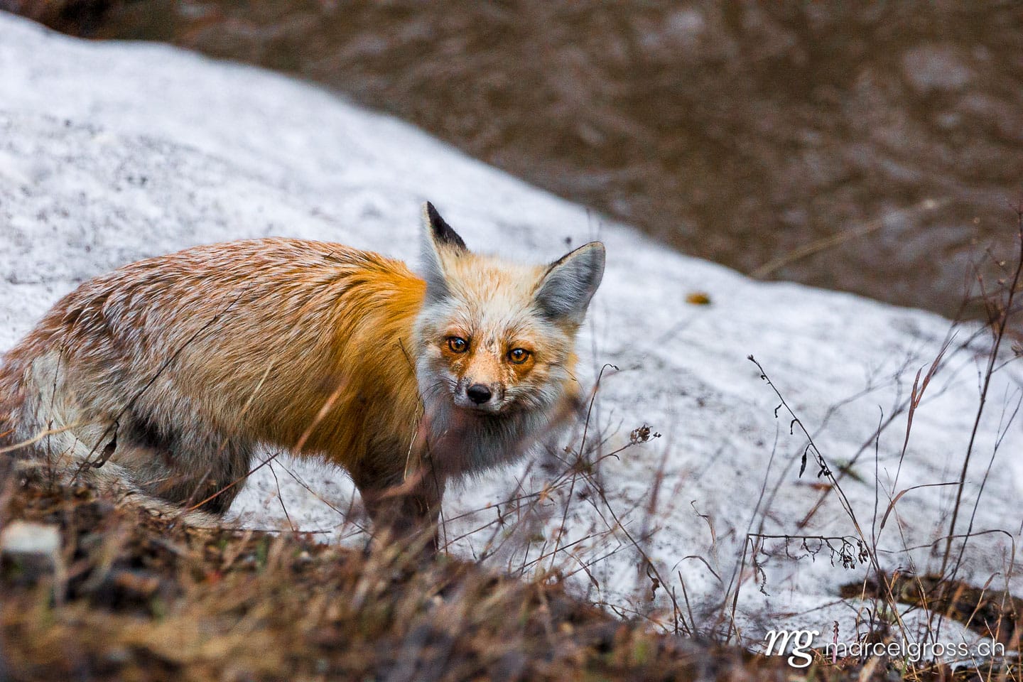 . Fuchs im  Yellowstone Nationalpark, Wyoming. Marcel Gross Photography