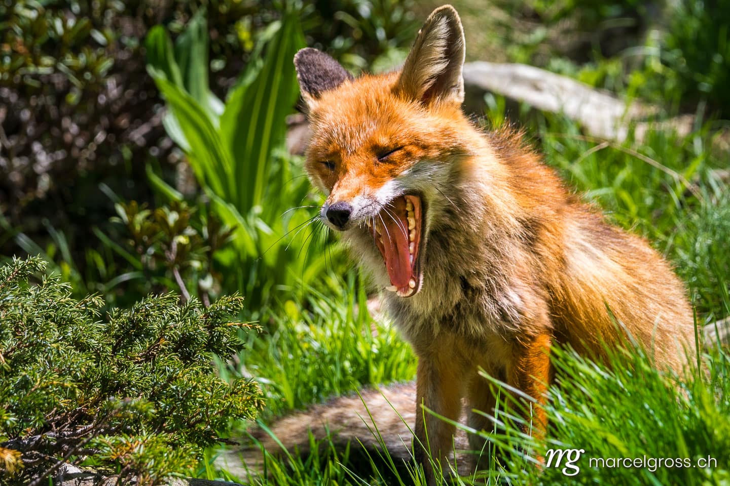 . Gähnender Rotfuchs im Gran Paradiso Nationalpark, Aosta Tal, Italien. Marcel Gross Photography