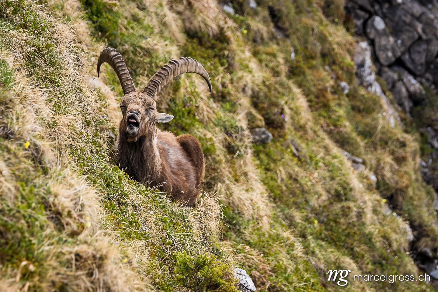 Steinbock Bilder. gähnender Steinbock. Marcel Gross Photography