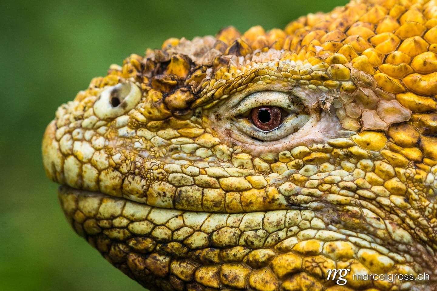 . Gelber Landleguan bei Cerro Dragon, Isla Santa Cruz, Galapagos. Marcel Gross Photography