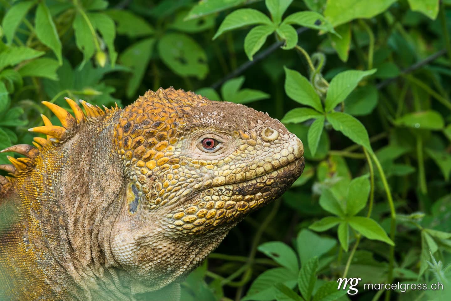 . Gelber Landleguan bei Cerro Dragon, Isla Santa Cruz, Galapagos. Marcel Gross Photography