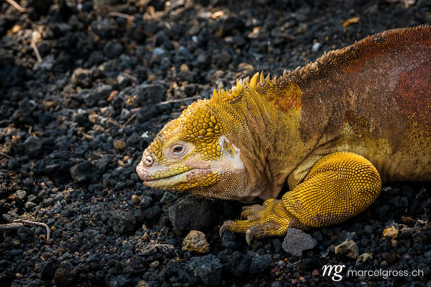 . Gelber Landleguan im Aufzuchtzentrum bei Puerto VIllamil, Isabela. Marcel Gross Photography