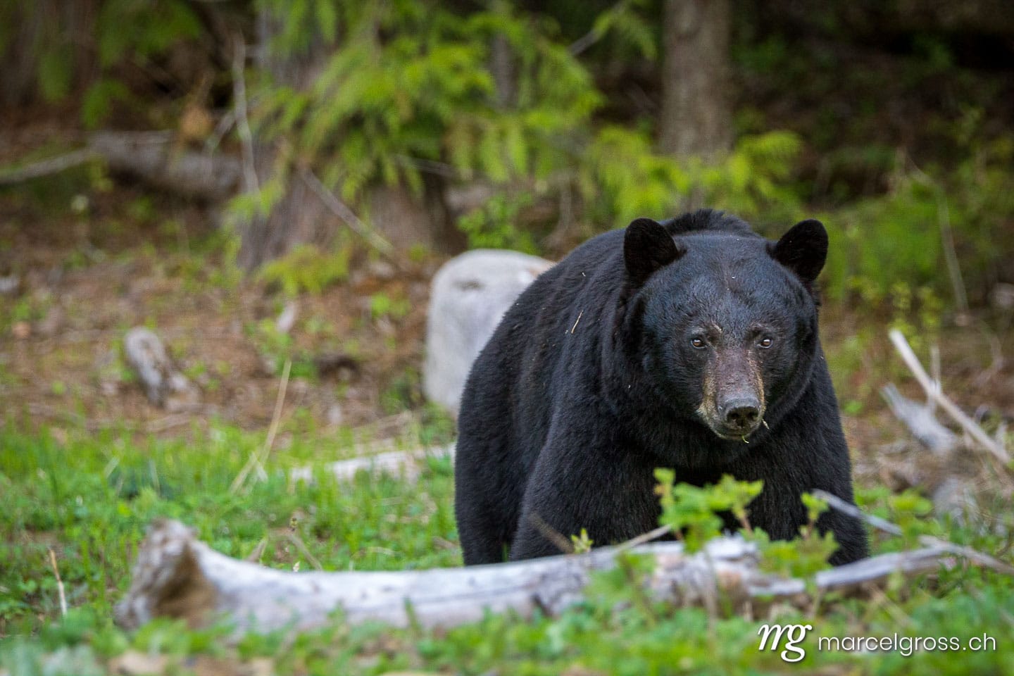 . giant black bear. Marcel Gross Photography