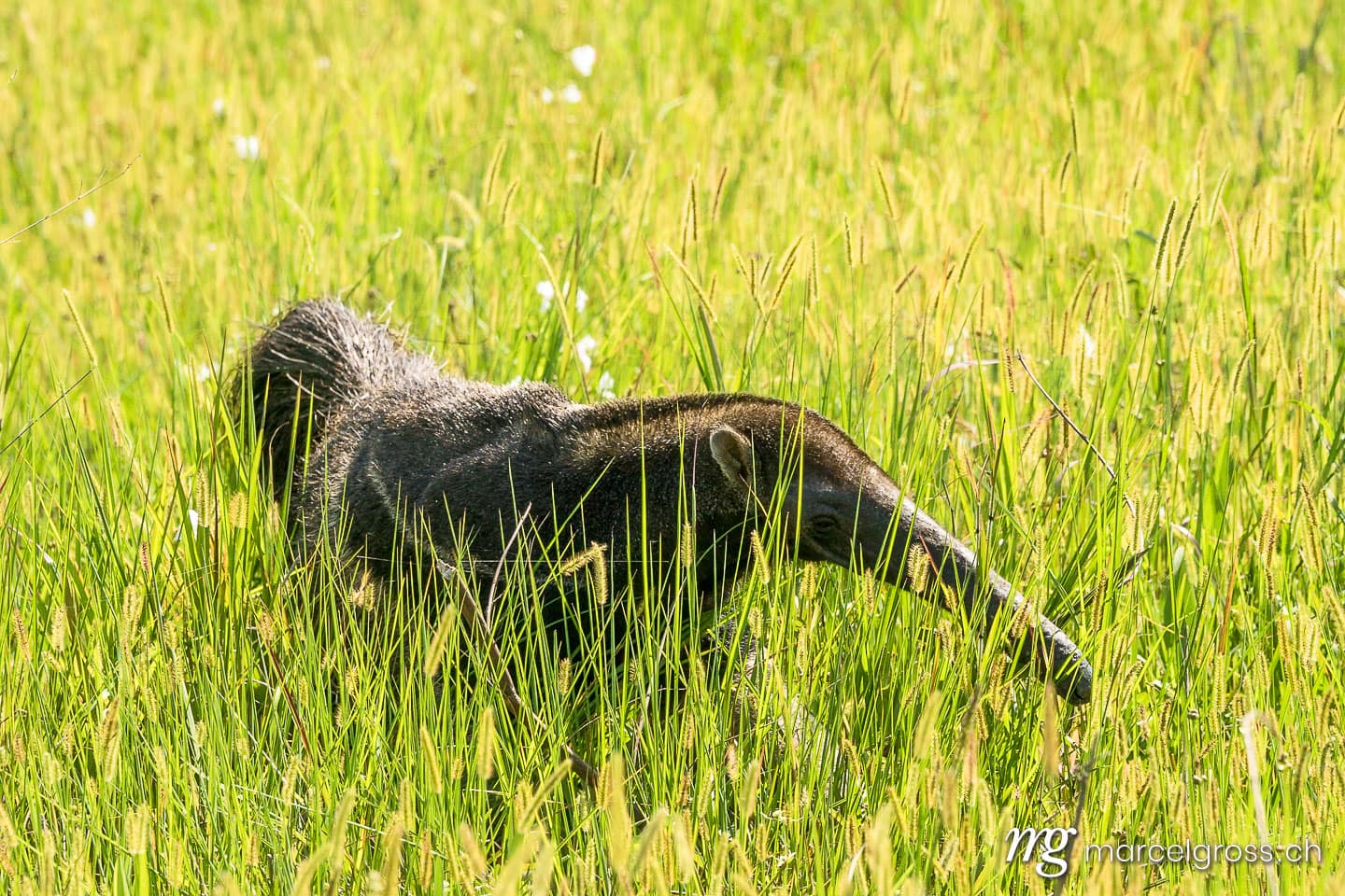 . Grosser Ameisenbär im hohen Gras, Pantanal. Marcel Gross Photography