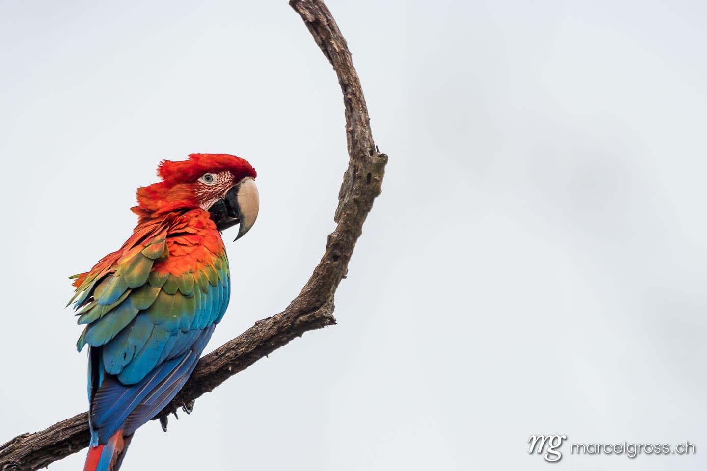 . Grünflügelara im Pantanal. Marcel Gross Photography