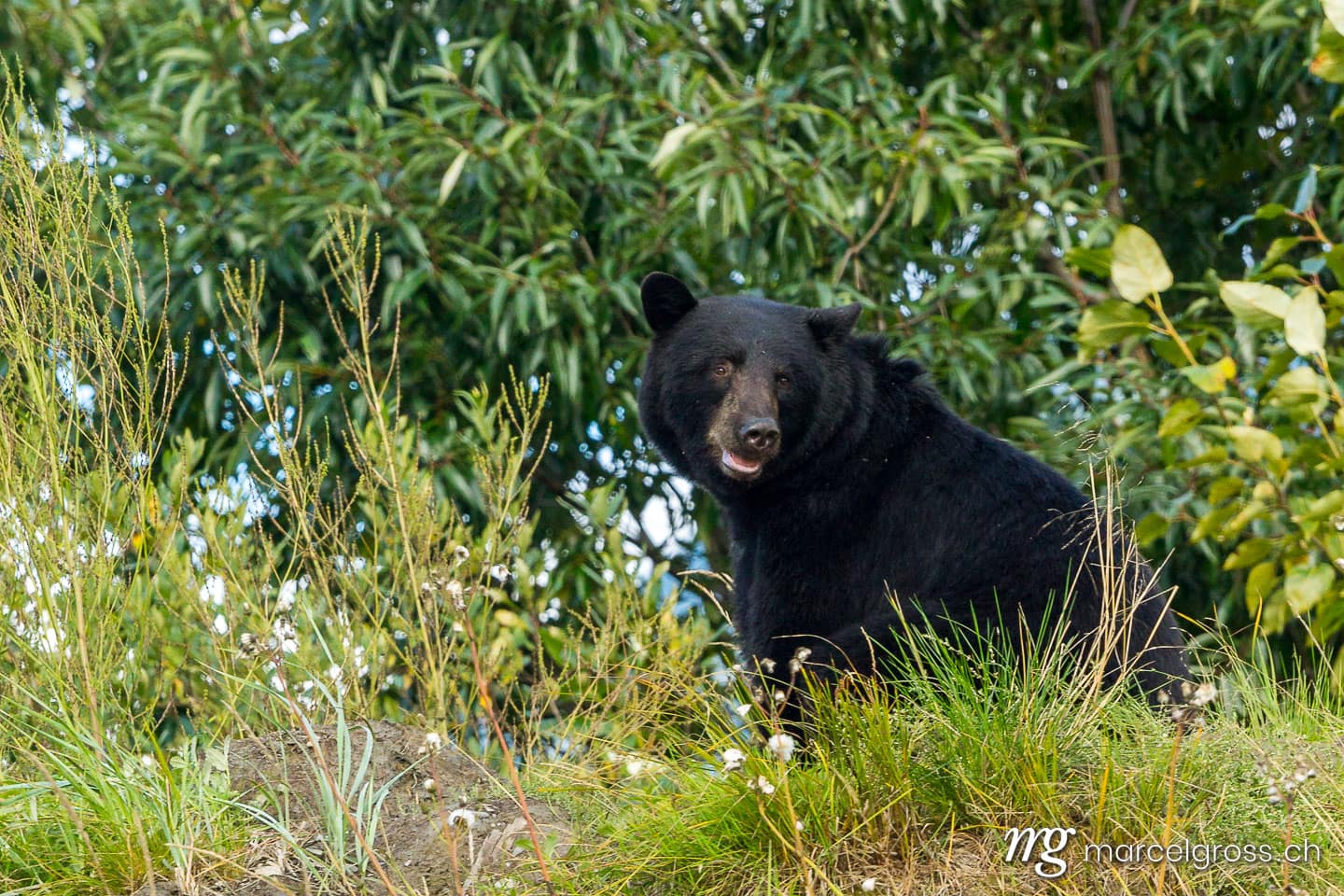 . handsome blackbear. Marcel Gross Photography