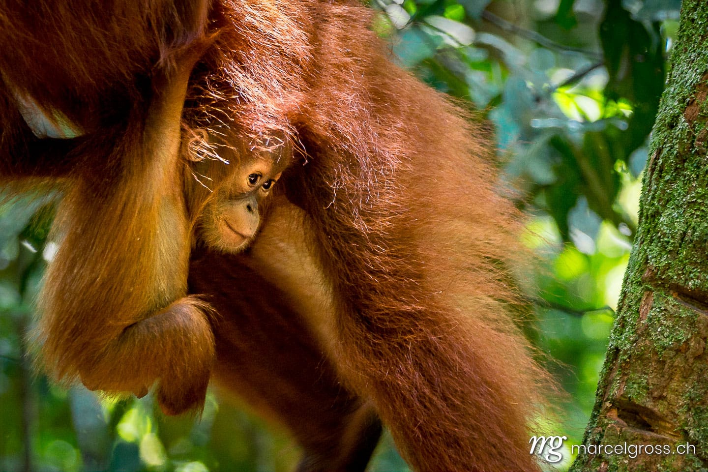 . hanging baby. Marcel Gross Photography