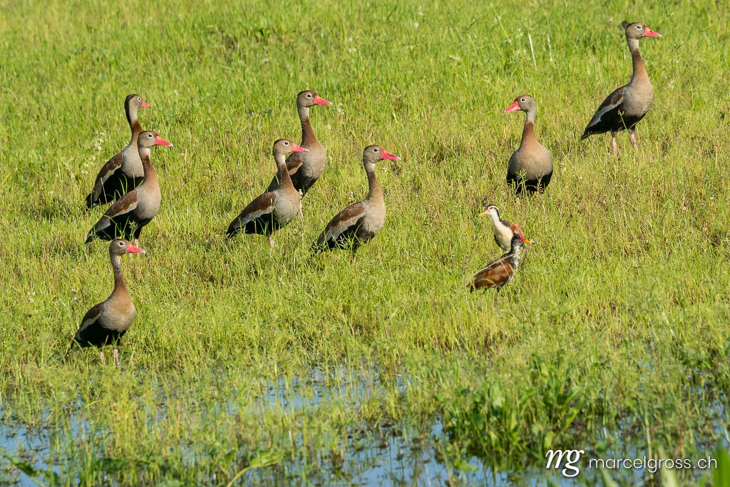 . Herbstpfeifgans-Familie im Pantanal. Marcel Gross Photography