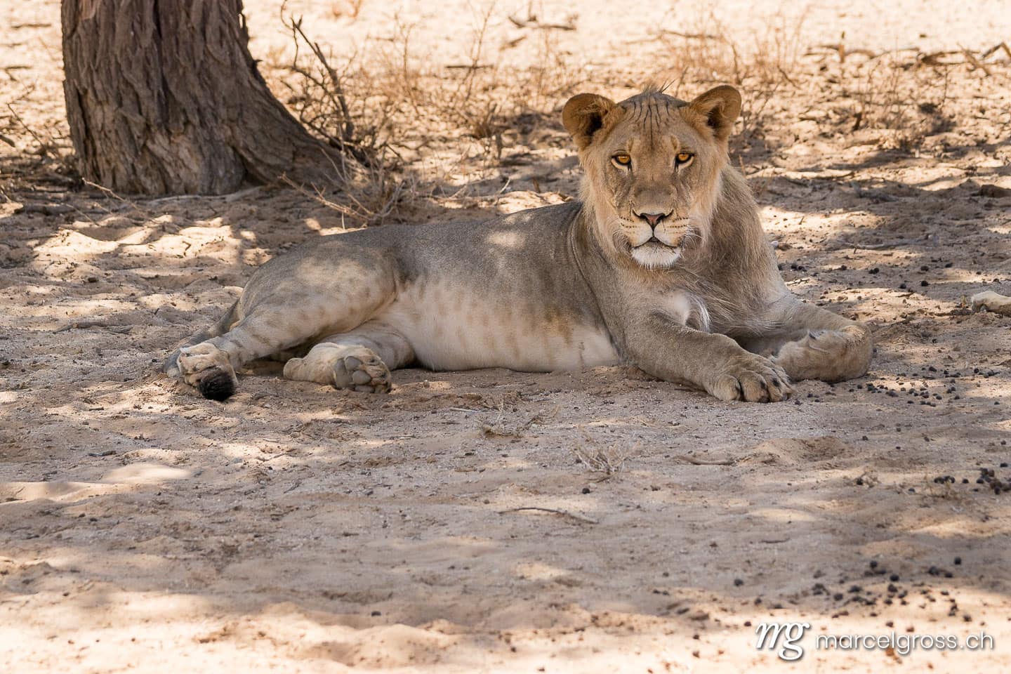 . in the shade. Marcel Gross Photography