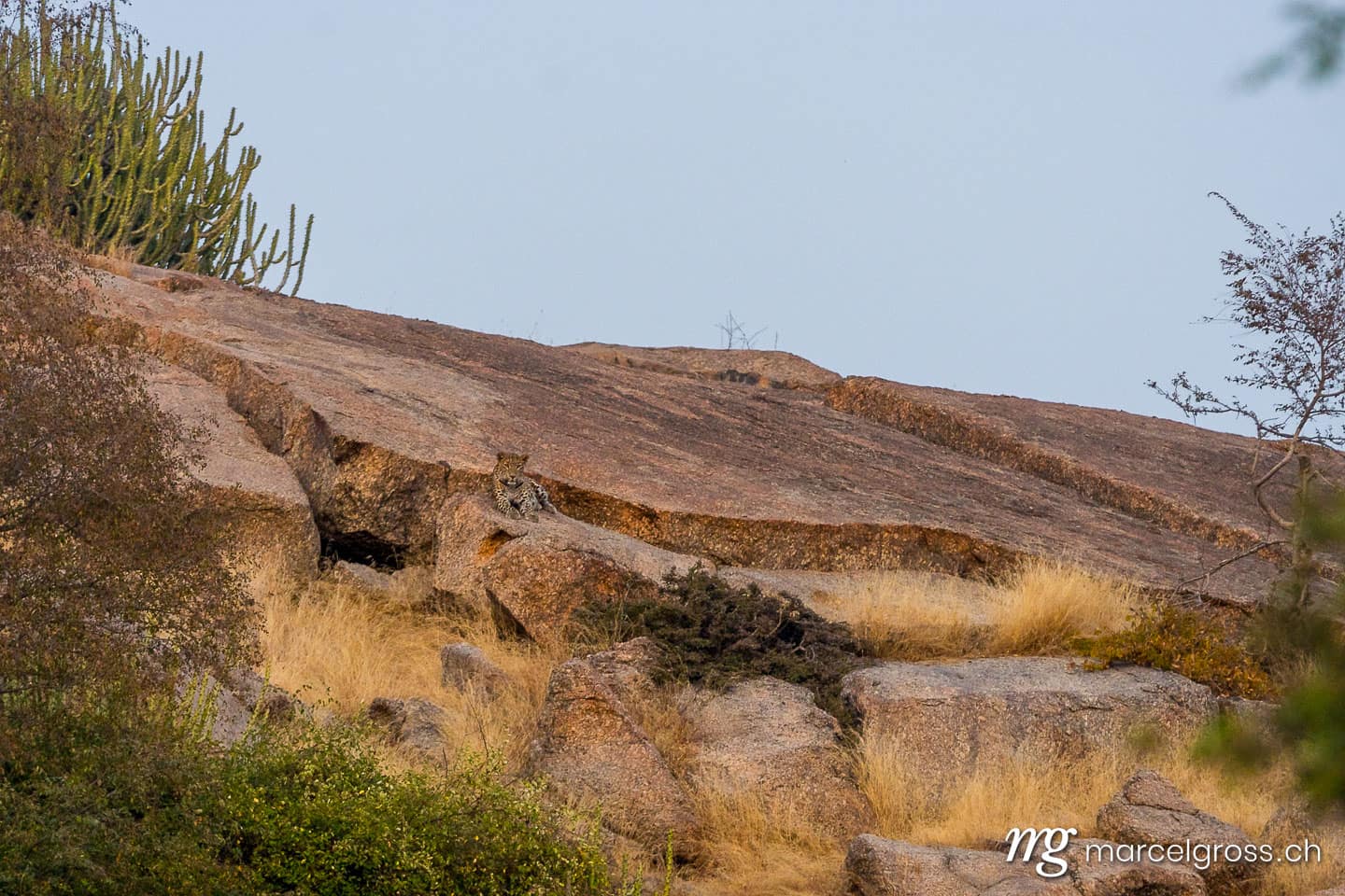Leoparden Bilder. Indian Leopard near Bera, Rajasthan. Marcel Gross Photography