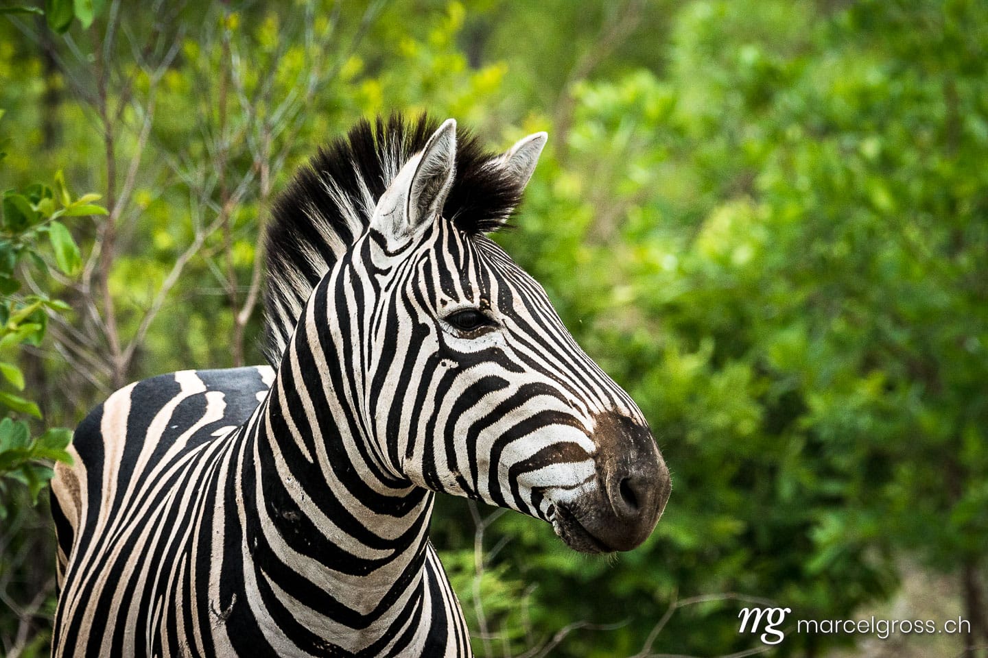 . Kämpfende Zebrahengste auf Safari im Krüger Nationalpa. Marcel Gross Photography