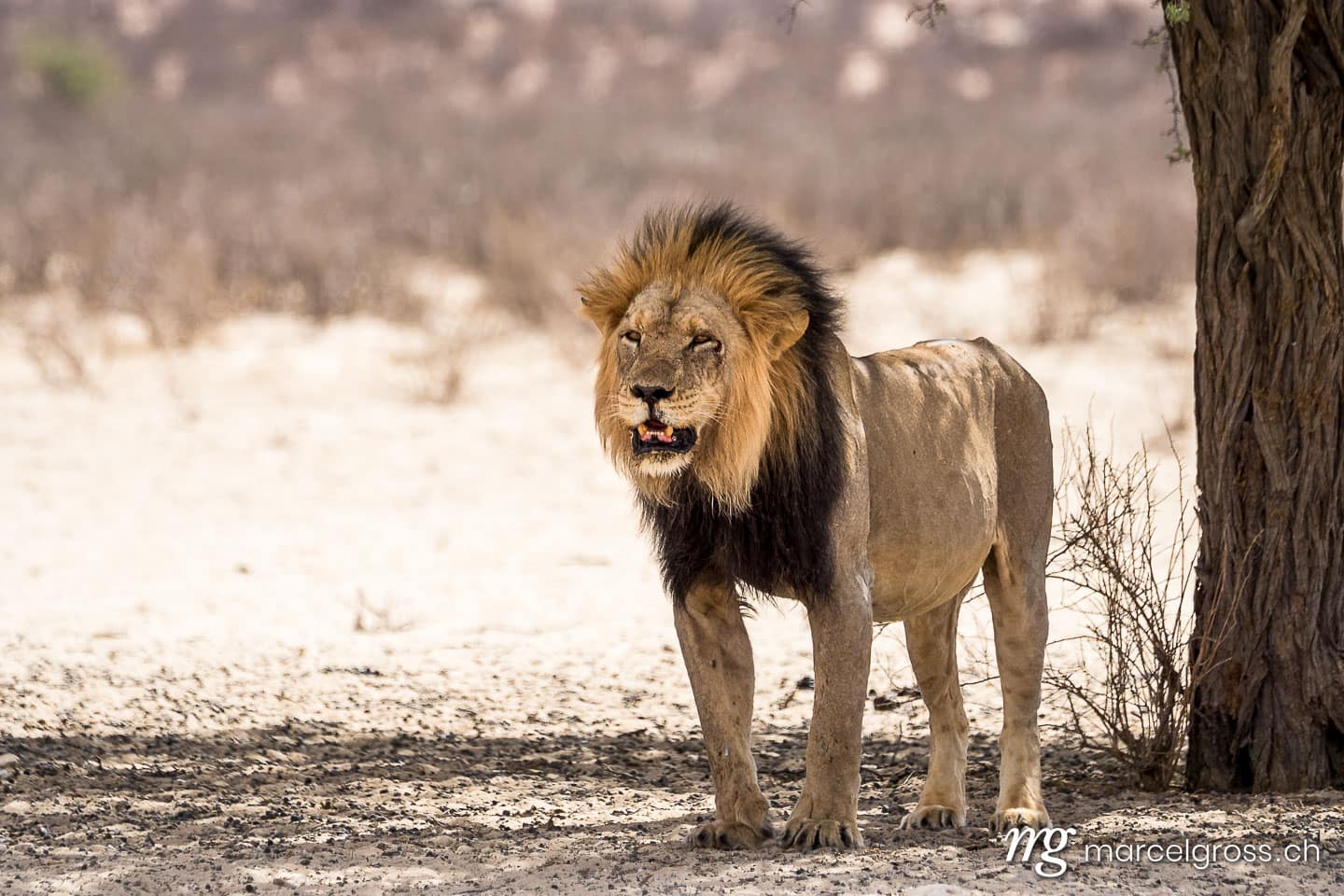 Löwen Bilder. Kalahari King. Marcel Gross Photography